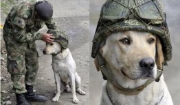 云南搜尸犬爆料视频最新,揭秘生死救援现场惊心动魄瞬间