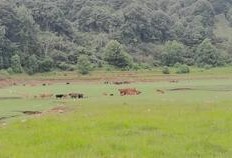 雏鸟日剧在线观看