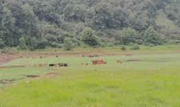 雏鸟日剧在线观看