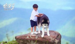 狼王子在线观看18,18岁青春冒险之旅