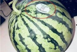镇平网红吃瓜,揭秘网络红人的幕后生活