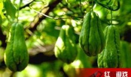 美食娱乐吃瓜,揭秘美食与吃瓜的跨界魅力