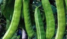 上海免费吃六月瓜的地方,免费品尝六月瓜，这些地方不容错过！”